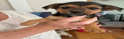 Mixed Breed dogs for sale: 5 cross breed puppies  - Advert 11