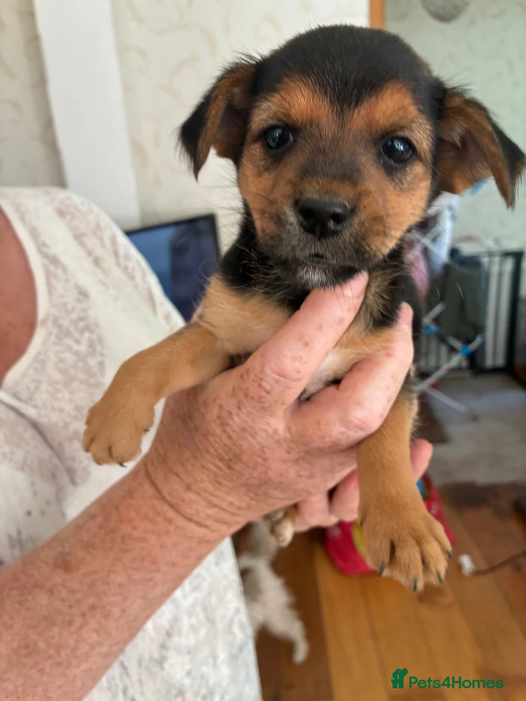 Mixed Breed dogs for sale: 5 cross breed puppies  - Advert 11