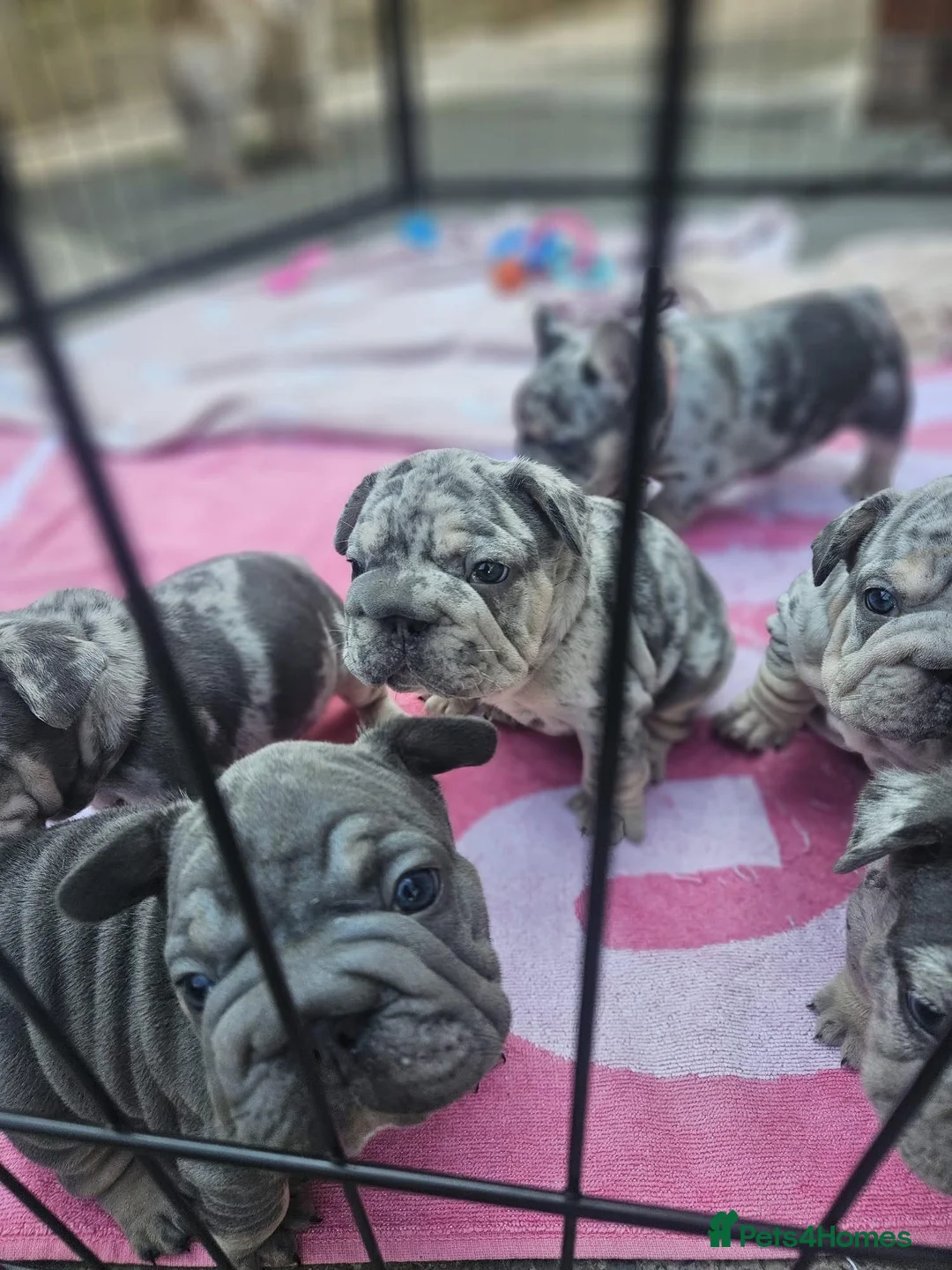 French Bulldog dogs for stud: TINY 8kg VELVET BOY FOR STUD - Advert 8