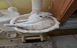 Scottish Fold cats for sale: Beautiful Scotish fold  - Image 2
