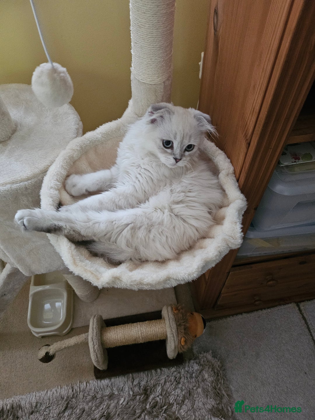 Scottish Fold cats for sale: Beautiful Scotish fold  - Image 2