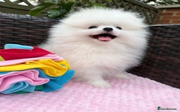 Pomeranian dogs for sale: Pom bears looking for loving homes❤️ - Image 34