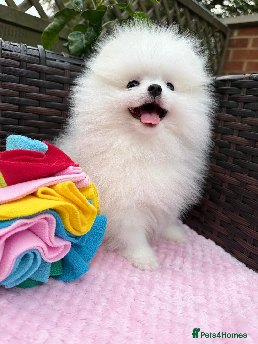 Pomeranian dogs for sale: Pom bears looking for loving homes❤️ - Image 34