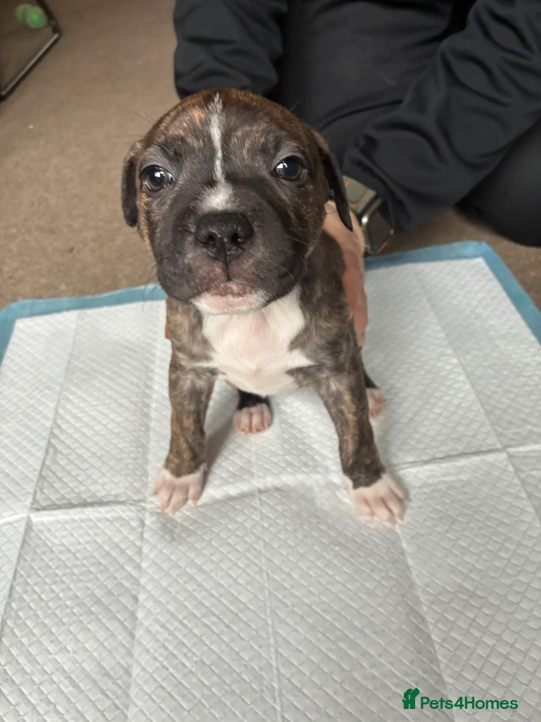 Staffordshire Bull Terrier dogs for sale: 6 beautiful Staffordshire bull terrier puppies - Advert 18