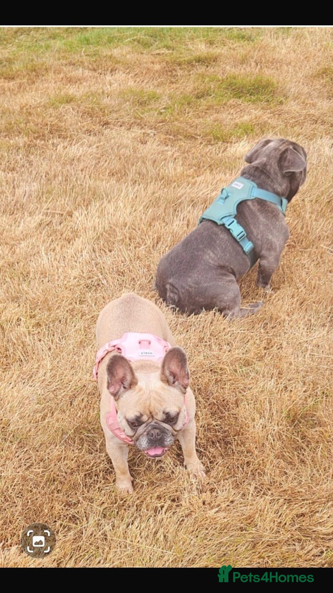 French Bulldog dogs for adoption: 💖DORA-Betrayed Many Times, But Still Loving💖 - Advert 3