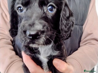 Cocker Spaniel dogs - Advert 12