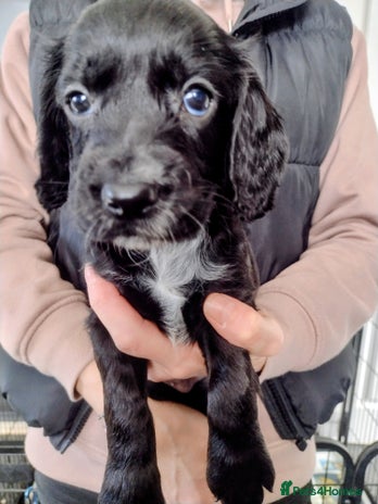 Cocker Spaniel dogs - Advert 12
