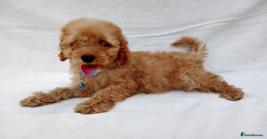 Cavapoo dogs - Advert 2