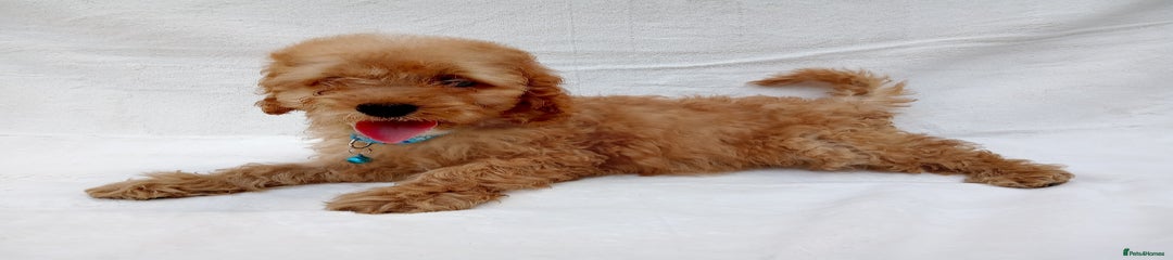 Cavapoo Puppy 2