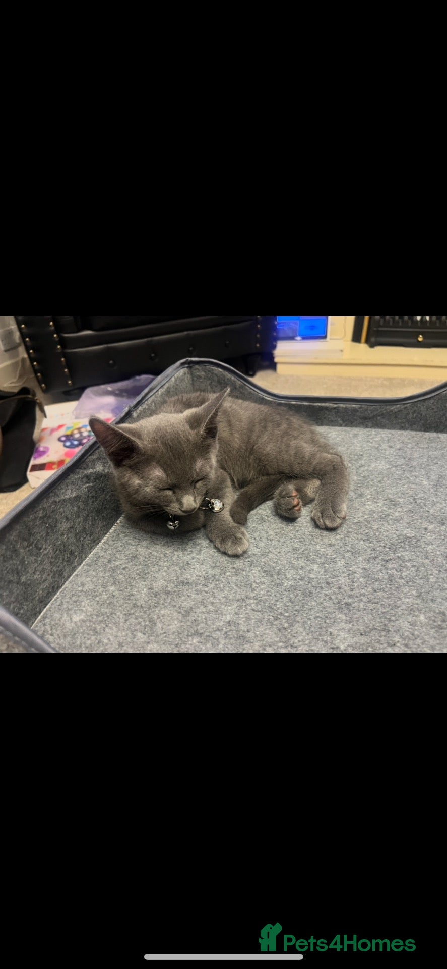 Russian Blue cats Russian blue  - Advert 2