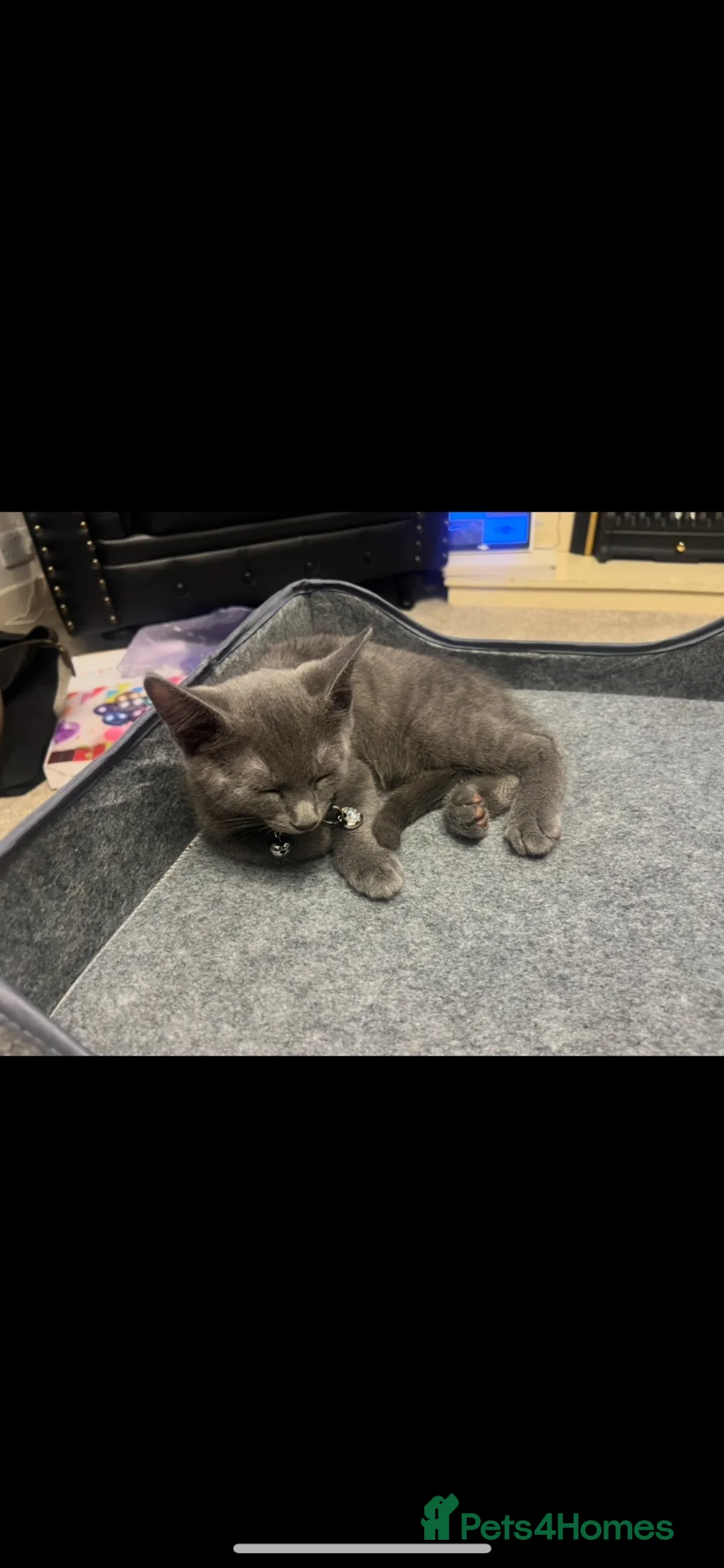 Russian Blue cats for sale: Russian blue  in Hemel Hempstead - Advert 1
