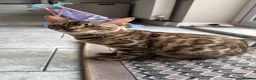 Bengal cats for sale: Bengal Cat  in Hinckley - Advert 2