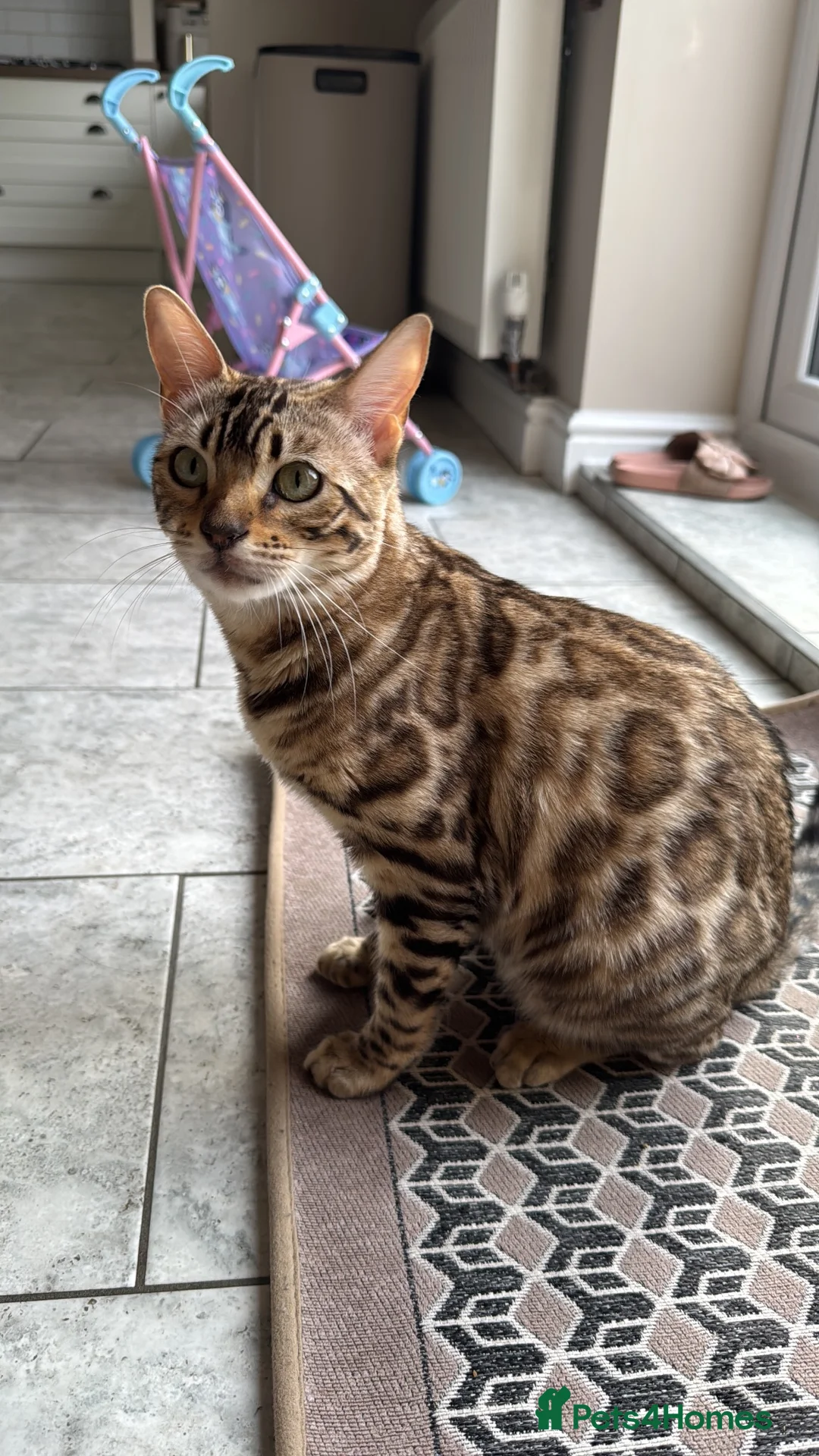 Bengal cats for sale: Bengal Cat  in Hinckley - Advert 2