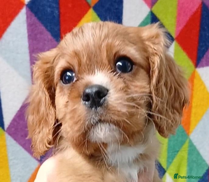 Cavalier King Charles Spaniel dogs for sale: Cute Cavalier boys guaranteed healthy by the vet   - Advert 1