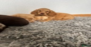 Cocker Spaniel dogs - Advert 3