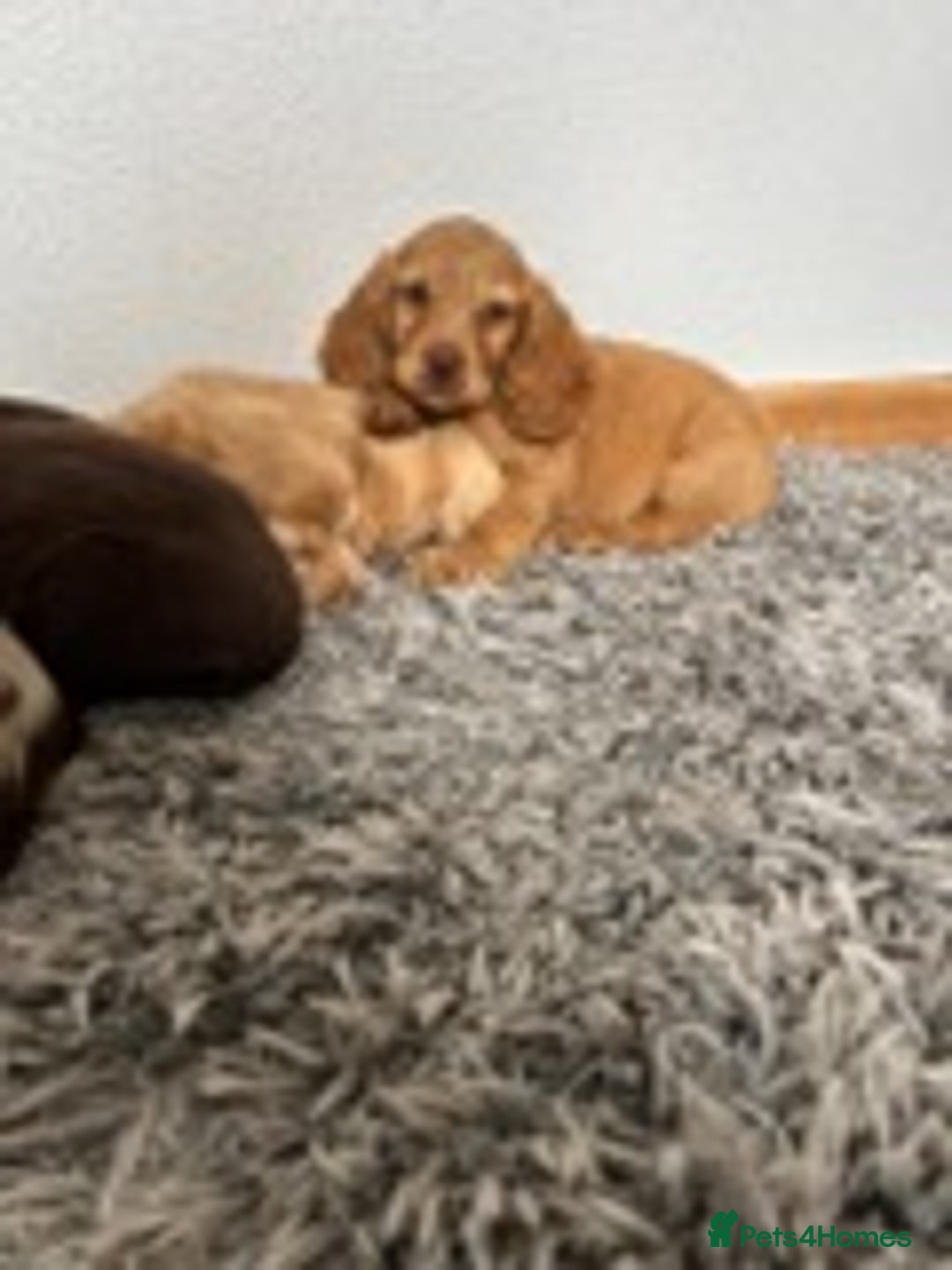 Cocker Spaniel dogs for sale: STUNNING COCKER SPANIEL PUPPIES  - Image 3
