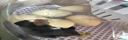 Mixed Breed poultry for sale: Fertile Hatching Eggs - Advert 2