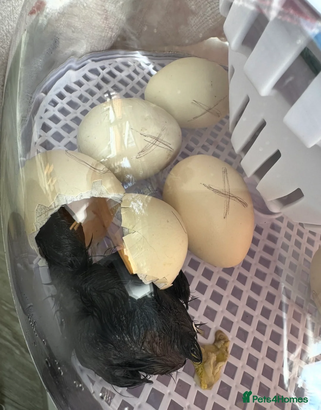 Mixed Breed poultry for sale: Fertile Hatching Eggs - Advert 2