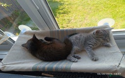 Mixed Breed cats for sale: Tabby kitten - Image 10
