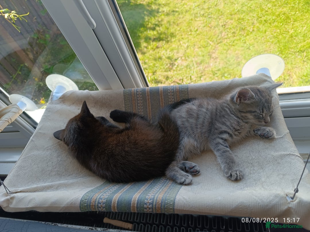 Mixed Breed cats for sale: Tabby kitten - Image 10