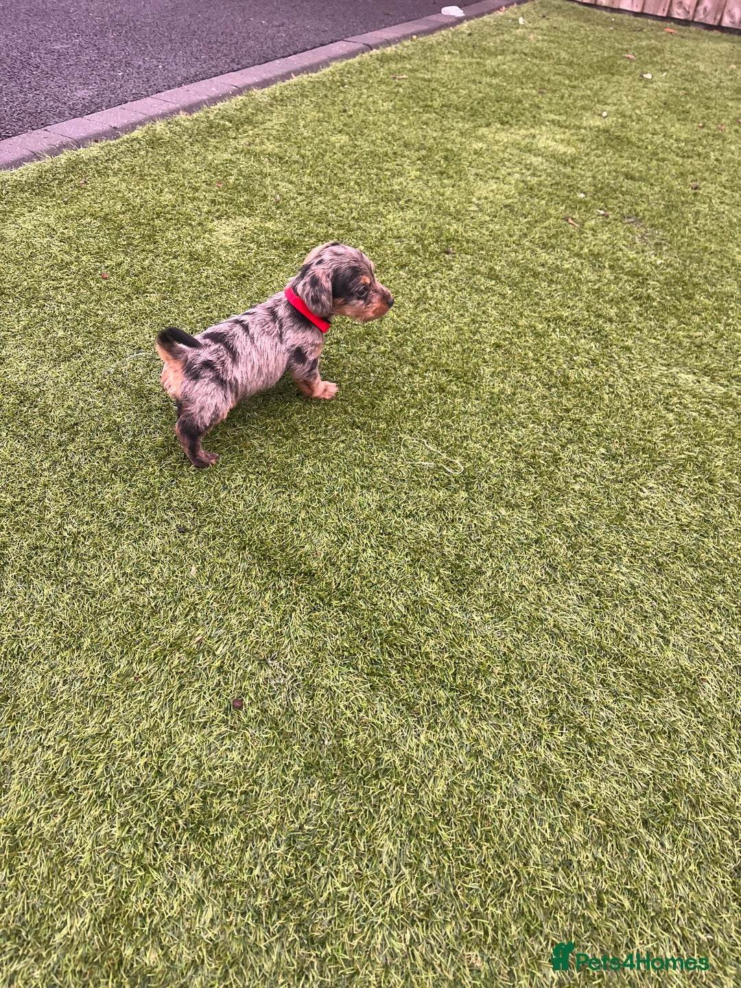 Mixed Breed dogs for sale: 5 beautiful jackshund puppies for sale - Advert 32