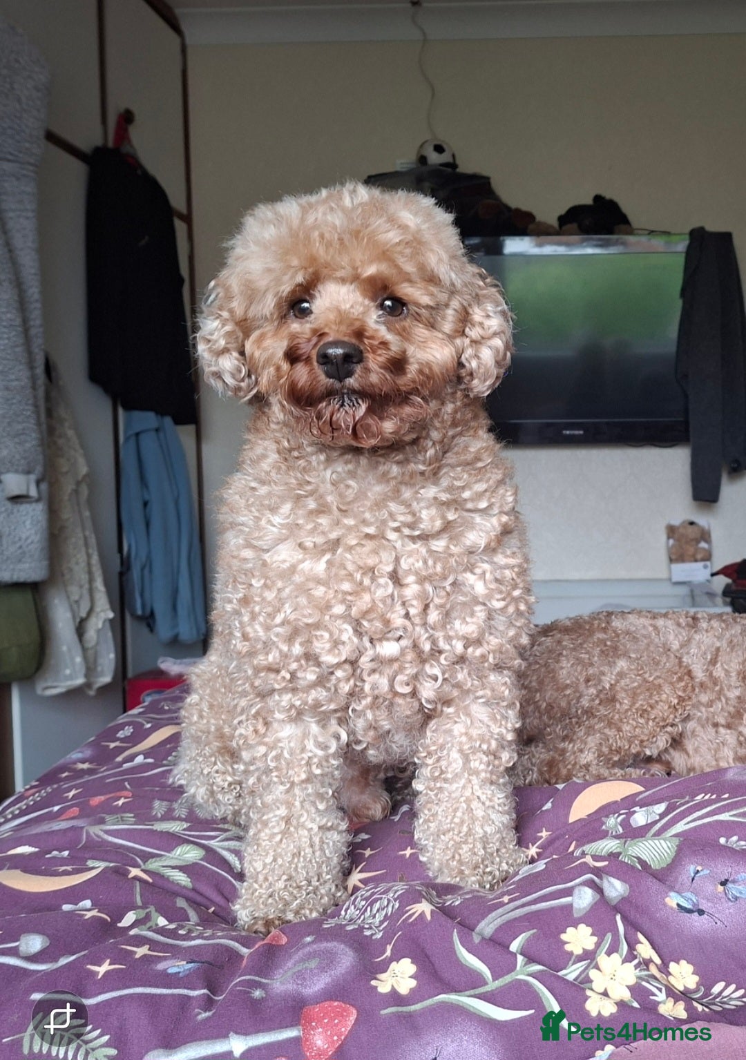 Miniature Poodle dogs KC Reg Red Miniature Poodle for stud in Preston - Advert 14