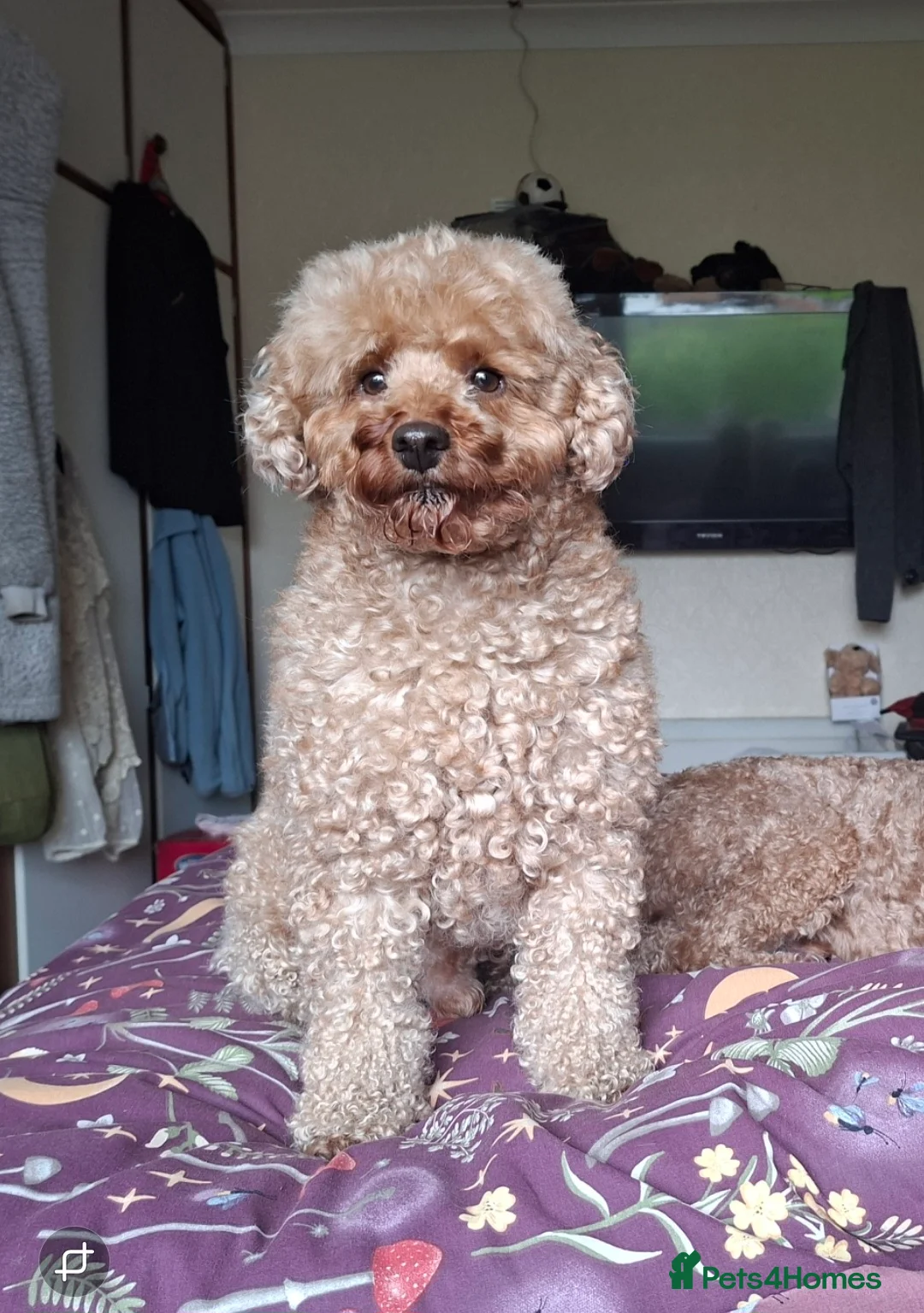 Miniature Poodle dogs for stud: KC Reg Red Miniature Poodle for stud in Preston - Advert 1