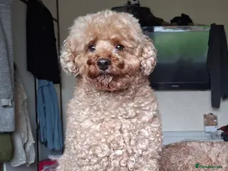 Miniature Poodle dogs KC Reg Red Miniature Poodle for stud in Preston - Advert 14