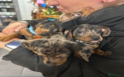 Miniature Dachshund dogs for sale: Miniature dashound puppies 💕💙  - Image 7