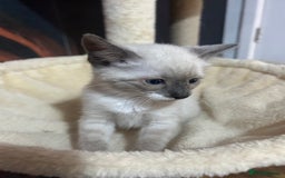 Snowshoe cats for sale: Three stunning snowshoe kittens  - Advert 10