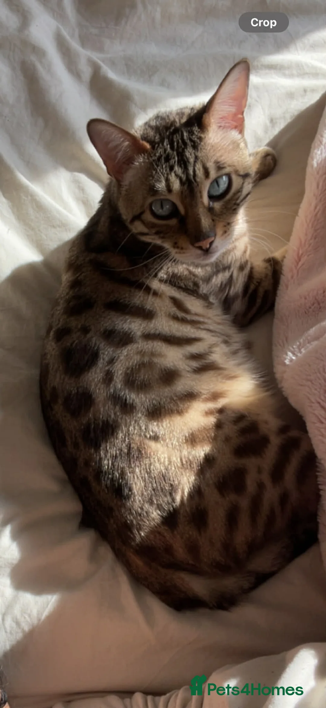 Bengal cats for sale: Loving Bengal cat in search of new home - Advert 2