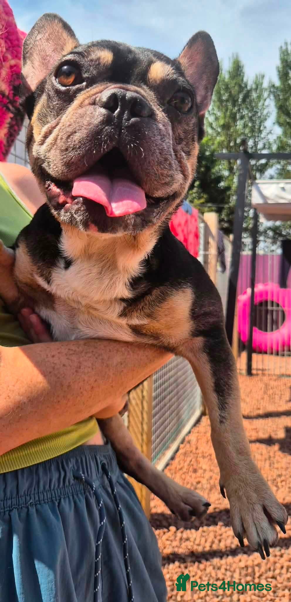 French Bulldog dogs Ted - In Ayr Looking for a home  - Advert 2