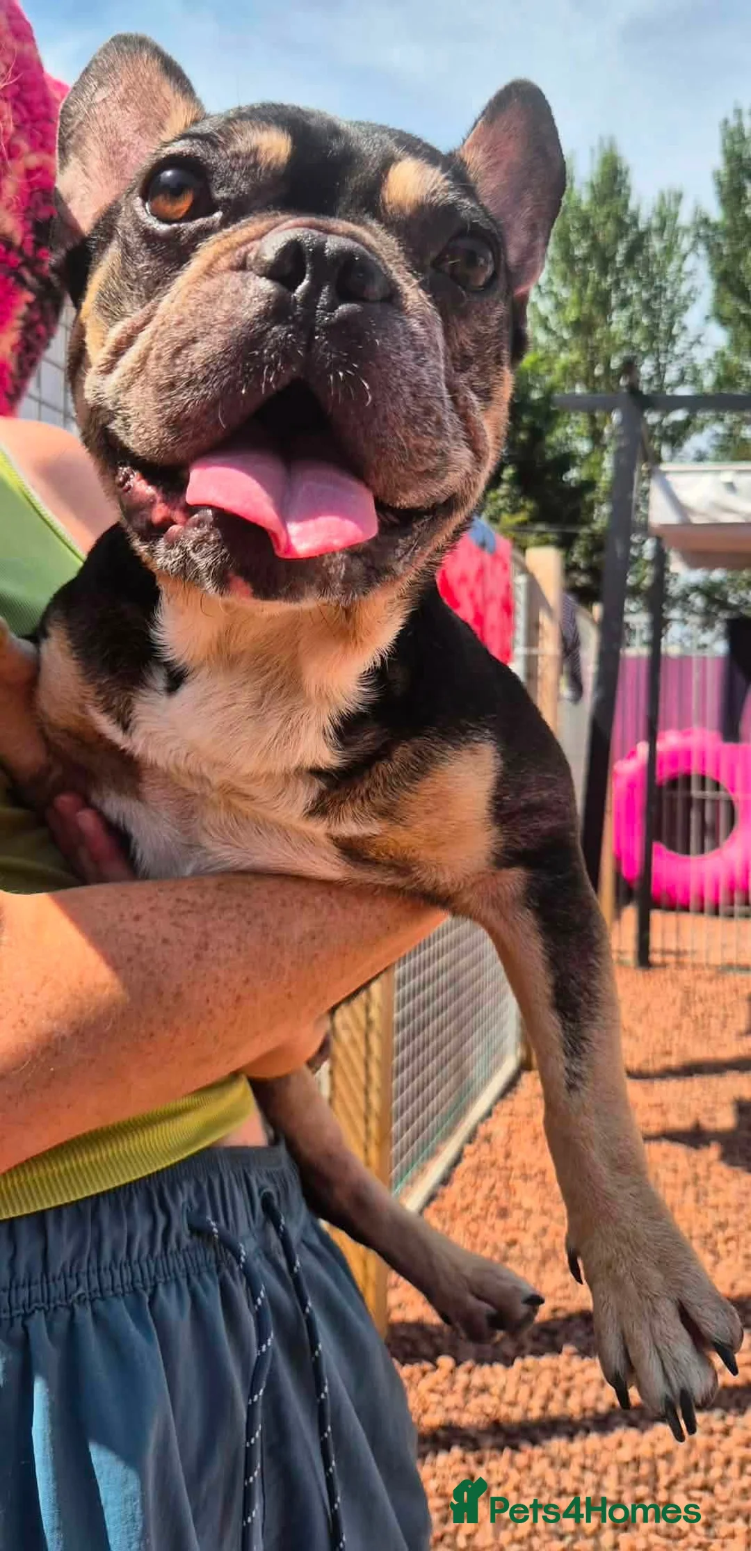 French Bulldog dogs for adoption: Ted - In Ayr Looking for a home  - Advert 1