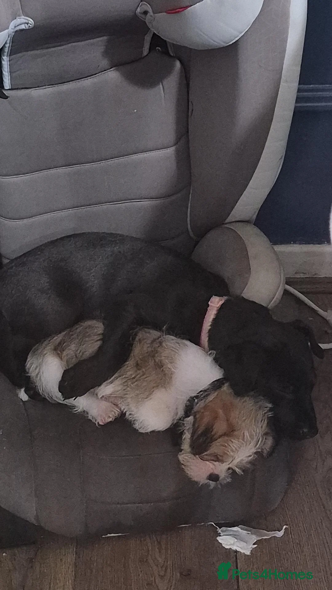 Patterdale Terrier dogs for sale: Patterdale terrier  - Advert 2