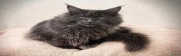 Maine Coon cats for sale: Maine Coon Kittens available  in Thetford - Advert 9