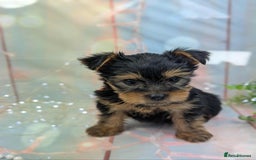 Yorkshire Terrier dogs for sale: Pedigree Yorkshire Terrier Puppies - Image 16