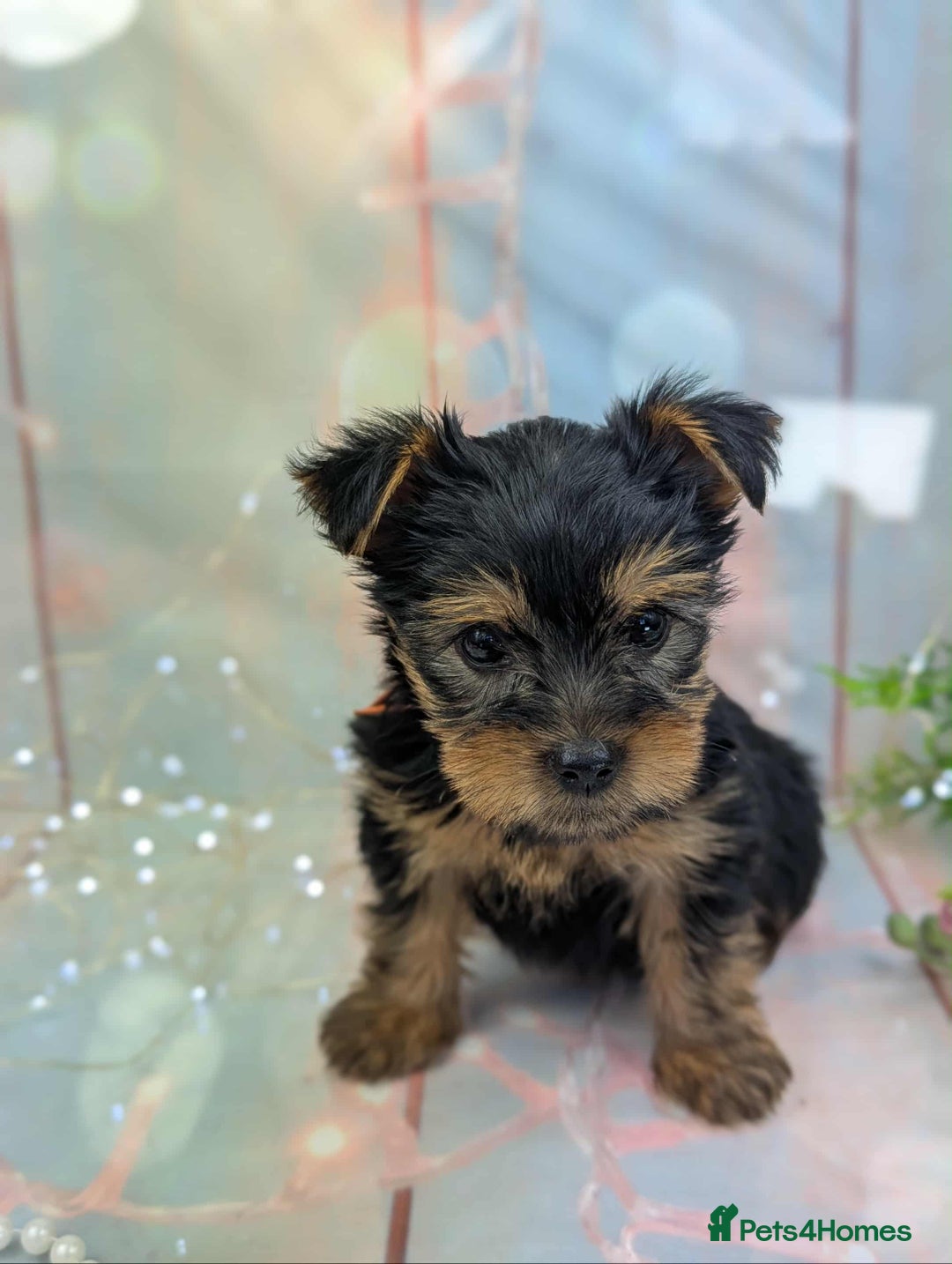 Yorkshire Terrier dogs for sale: Pedigree Yorkshire Terrier Puppies - Image 16