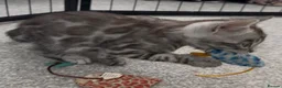 Bengal cats for sale: Exceptional bengal babies 🐆💎❤️ - Advert 31