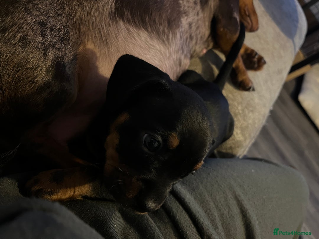 Mixed Breed dogs for sale: Miniature dachshund X French bulldog  - Image 8