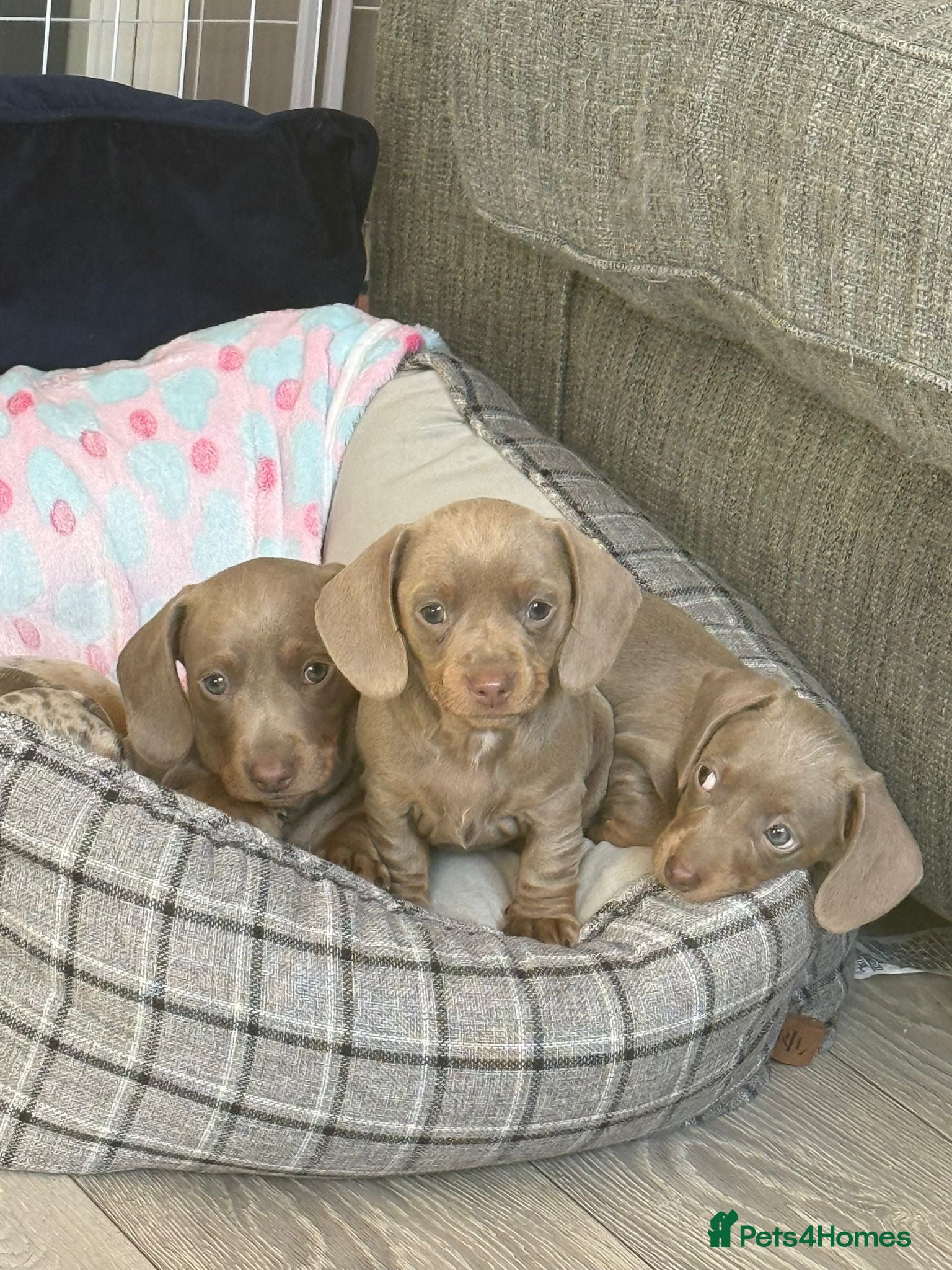 Miniature Dachshund dogs Miniature dachshund puppies  - Advert 3