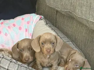 Miniature Dachshund dogs 🩵 READY FOR FOREVER HOMES 🩵 Mini dachshund - Advert 1