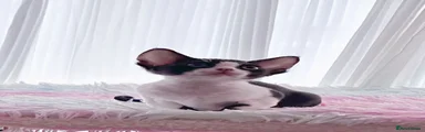 Devon Rex 2