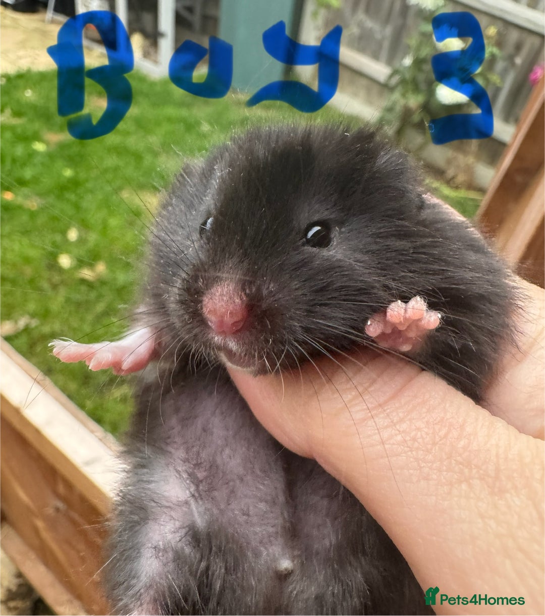 Hamster rodents for sale: Baby syrian hamsters males and females - Image 5