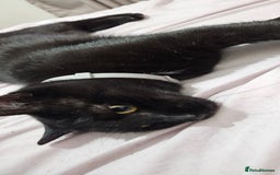 Bombay cats for sale: Sutty - Image 2