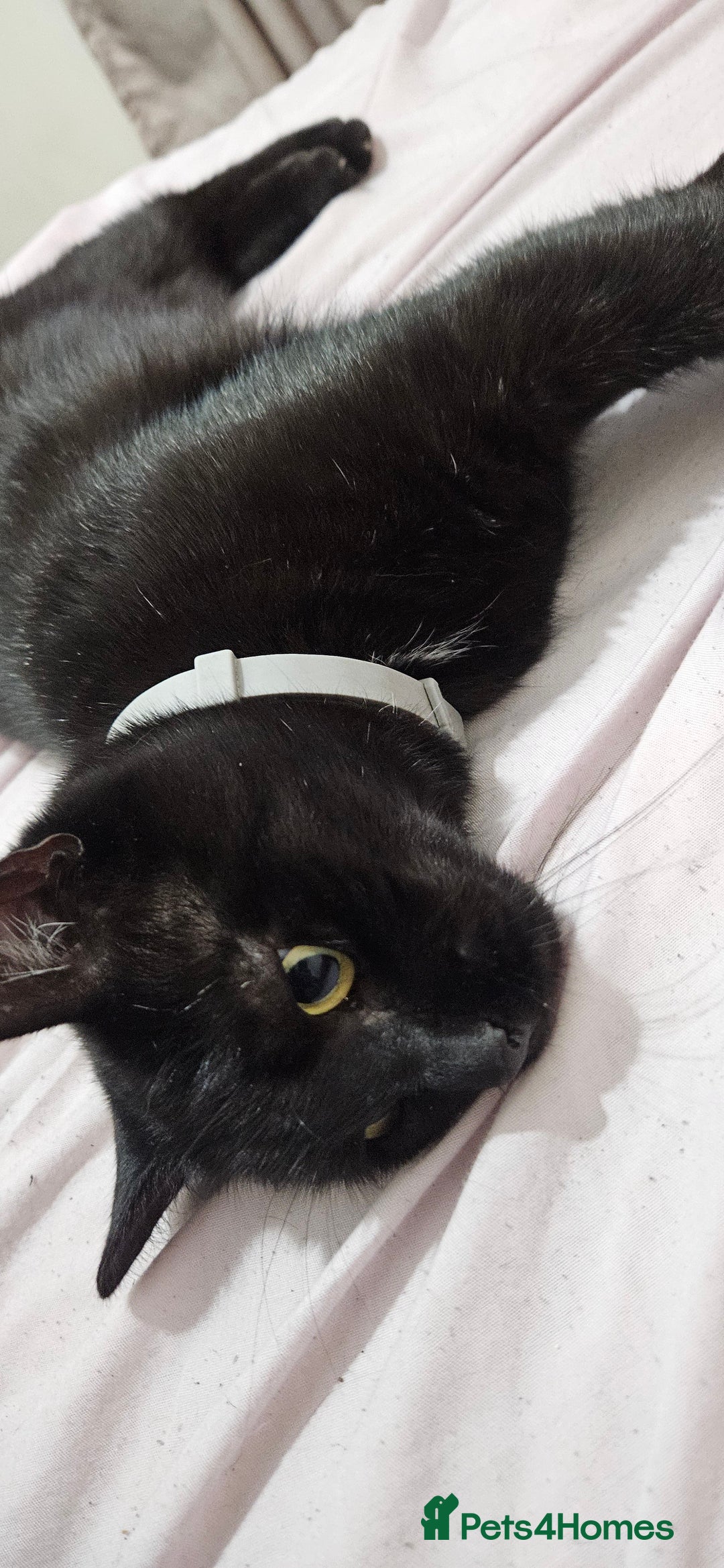Bombay cats for sale: Sutty - Image 2