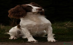 English Springer Spaniel dogs for sale: English springer spaniels  - Image 11