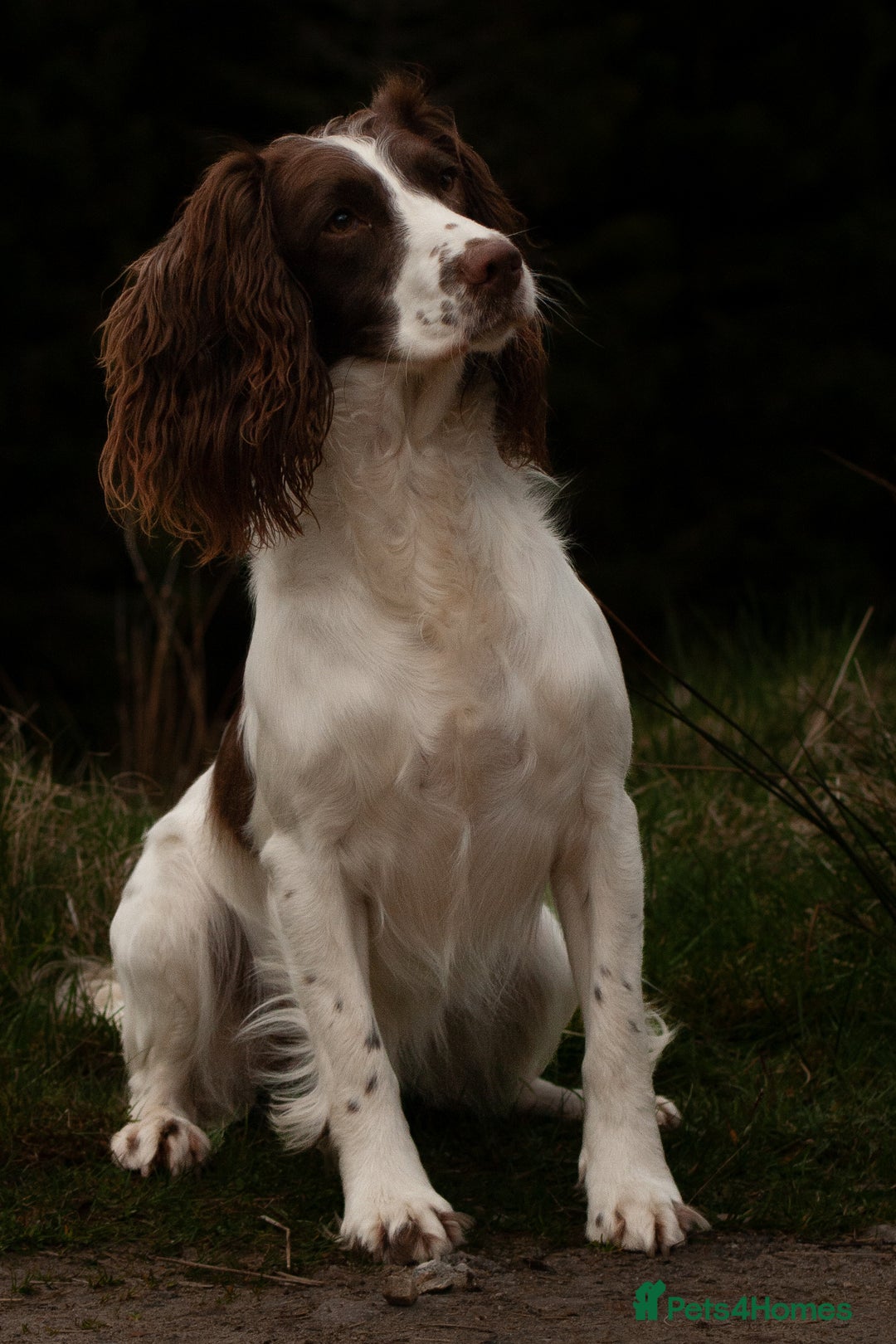 English Springer Spaniel dogs for sale: English springer spaniels  - Image 11