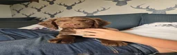 Sprocker dogs for sale: Sprocker boy available  - Advert 4