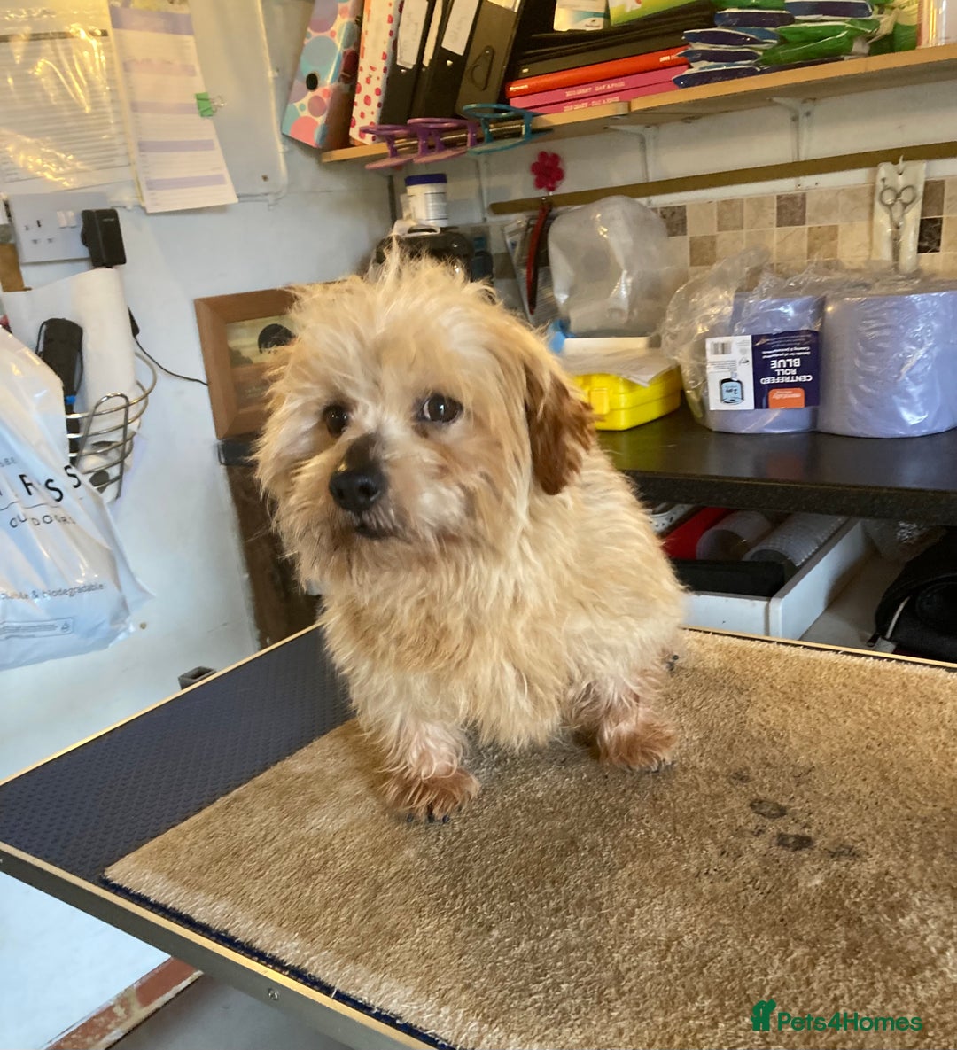 Norfolk Terrier dogs for stud: Meet cowboy in Maidstone - Image 7