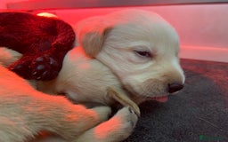 Labrador Retriever dogs for sale: Labrador pups  - Image 15